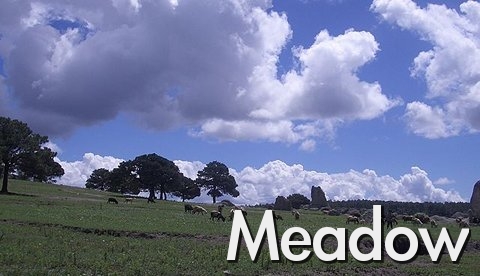 08_meadow